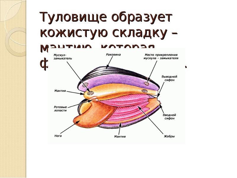 Тело моллюсков покрыто кожной складкой мантией. Мантийная складка. Туловище кожистая складка которую образует. Кожистая оболочка. Туловище покрыто кожной складкой - мантией..