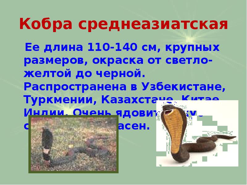 Укусы змей презентация