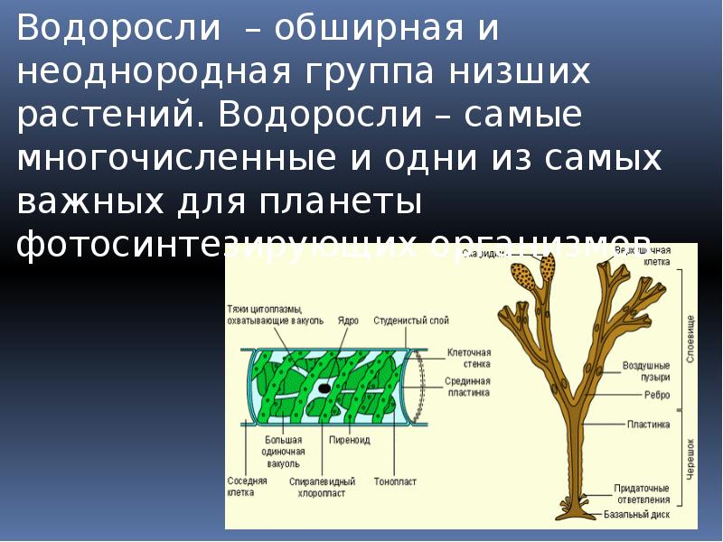 Водоросли 3 класс окружающий. Водоросли презентация 3 класс. Водоросли о группе растений строение. Презентация водоросли 3 класс окружающий мир. Строение водорослей 3 класс.