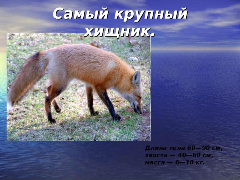 Самый крупный хищник.