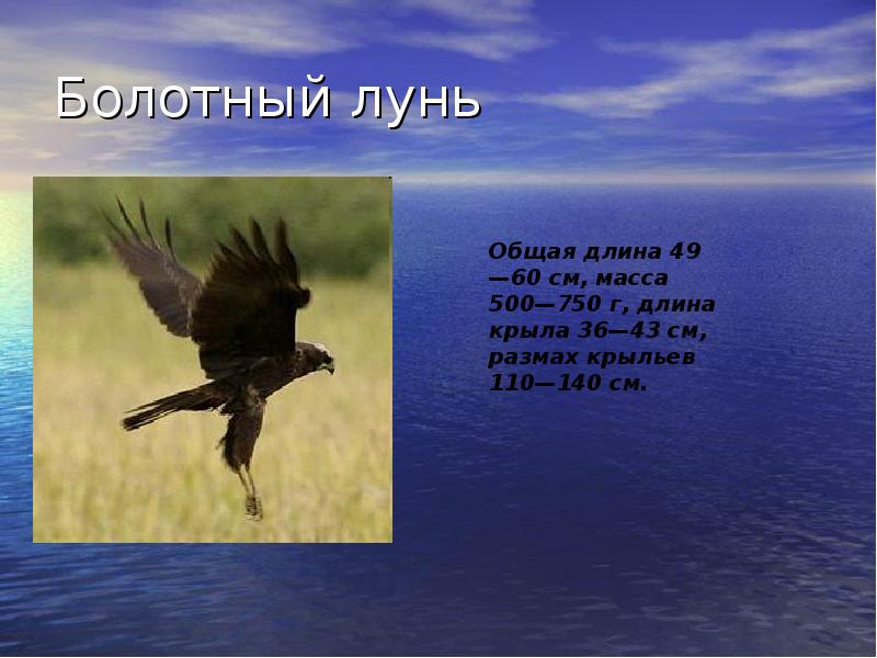 Болотный лунь