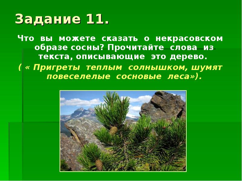 экологическая сказка. экологические сказки для дошкольников. прочитай и ответь на вопросы. рассказ о ели. стих про сосну.