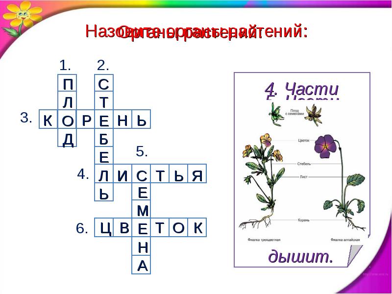 Солнце растения и мы 3 класс. Растения и мы с вами 3 класс. Солнце растения и мы с вами кроссворд. Окружающий мир 3 класс кроссворд солнце, растения, и мы с вами. Окружающий мир 3 класс кроссворд на тему солнце растения и мы с вами.