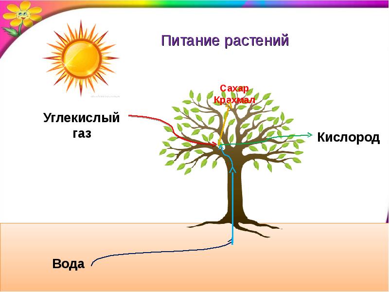 Цветок на земле 3 класс презентация