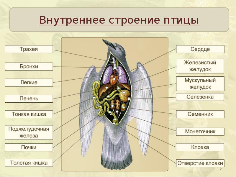 Внутреннее строение птиц презентация 7 класс