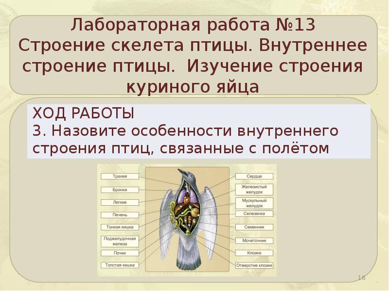 Используя рисунок 61 составьте план сообщения о внутреннем строении птиц