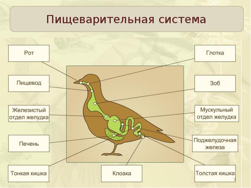 Внутреннее строение птиц презентация 7 класс