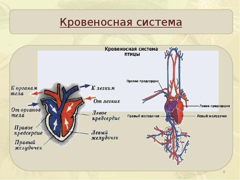 Схема строения сердца птиц