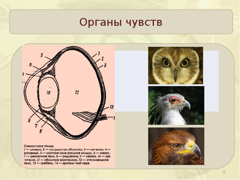 Презентация зрение птиц