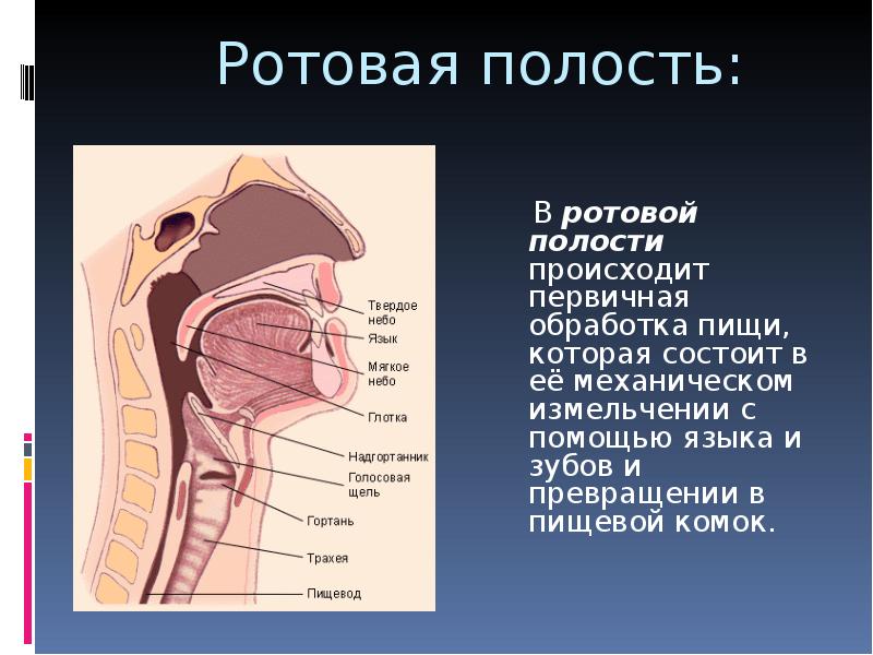 Рот система. Строение ротовой полости сбоку. Пищеварительная система ротовая полость анатомия. Ротовая полость и глотка схематично. Друзовая полость это.