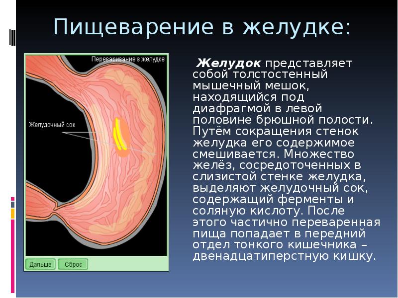 Что будет если человеческий волос попадет на желудок