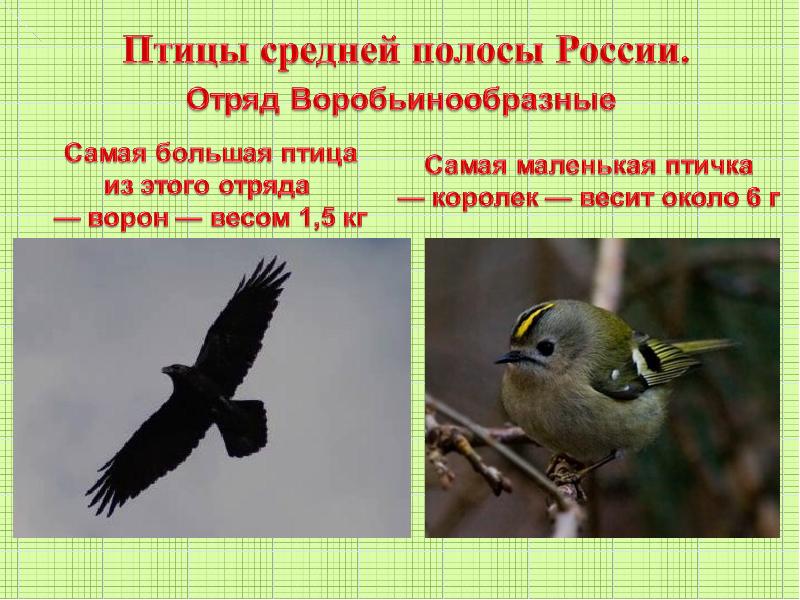 Воробьинообразные птицы таблица. 1 Апреля день птиц. Отряд Воробьинообразные ворон. Самая маленькая птичка средней полосы России. Самые маленькие птички средней полосы.