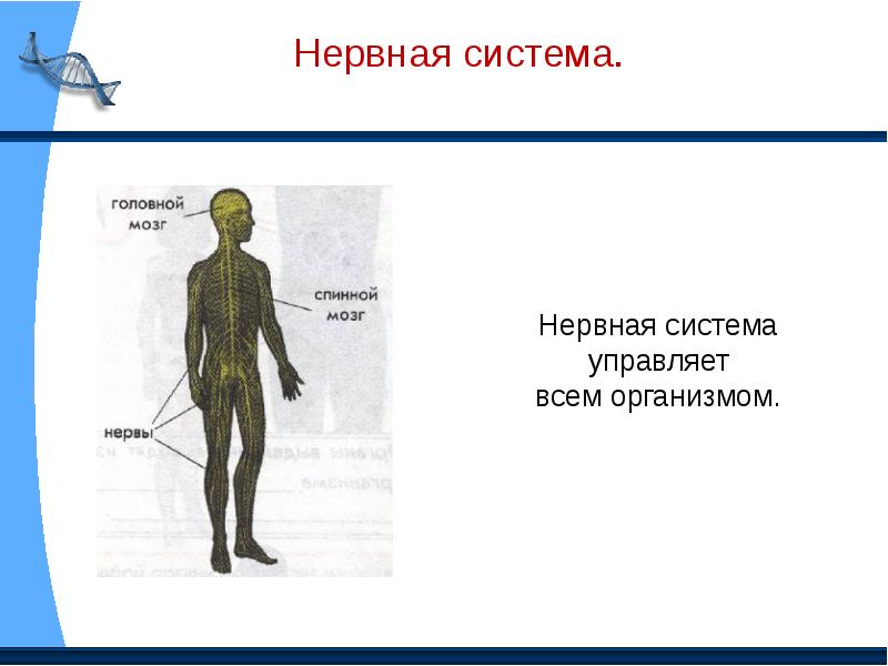 Презентация про человека