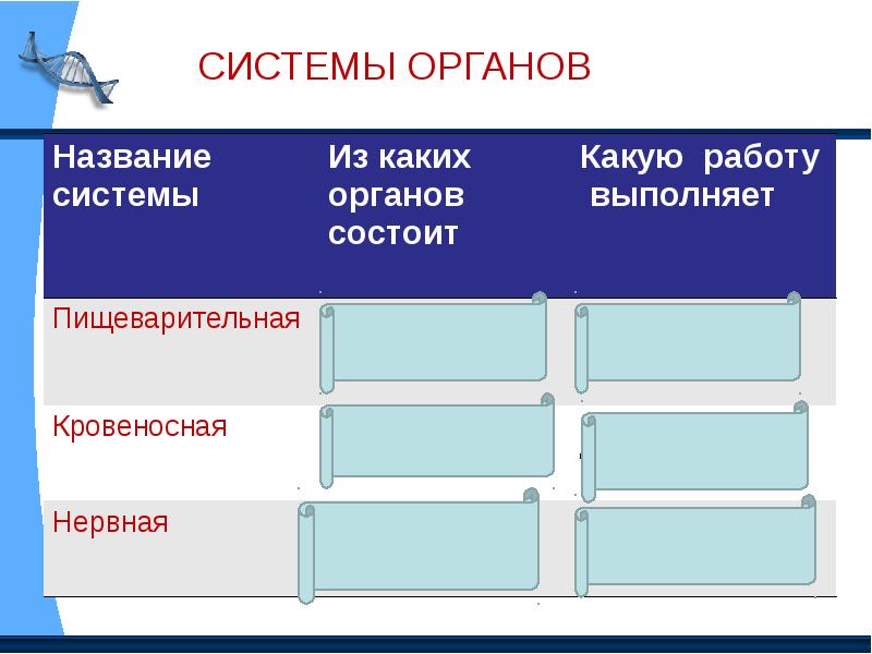 Презентация система органов человека 3 класс