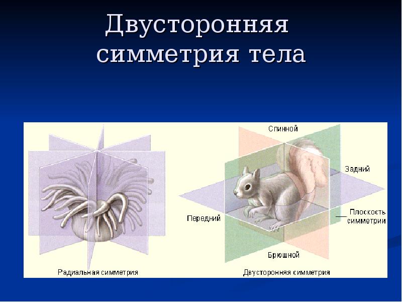 Радиальная симметрия тела. Животные с радиальной симметрией. Двусторонняя симметрия тела. Животные с двусторонней симметрией тела. Двухслойные животные с радиальной симметрией тела.