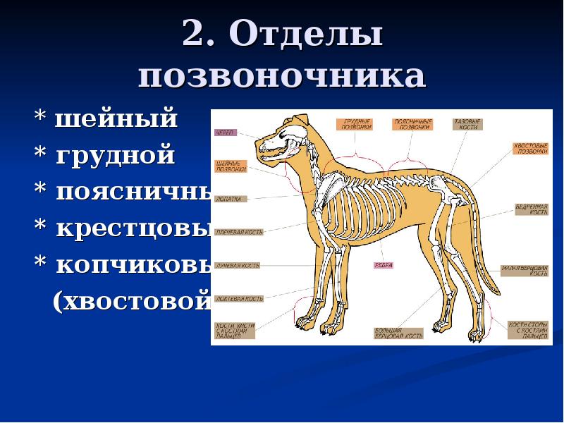 Класс млекопитающие внешнее строение 7 класс презентация