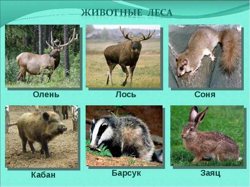 Лесные зоны презентация