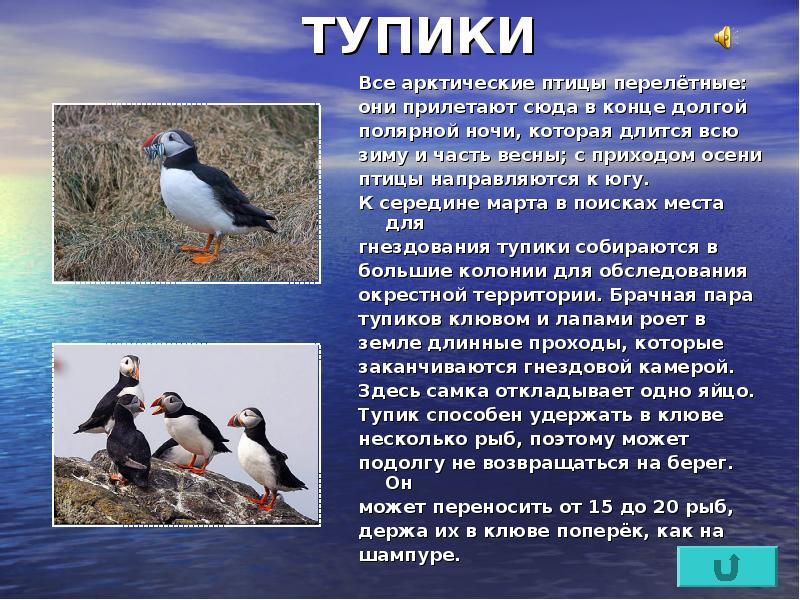 Морские птицы презентация 7 класс