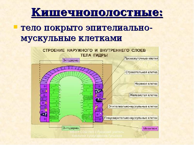 Кишечнополостные:  тело покрыто эпителиально-мускульные клетками
