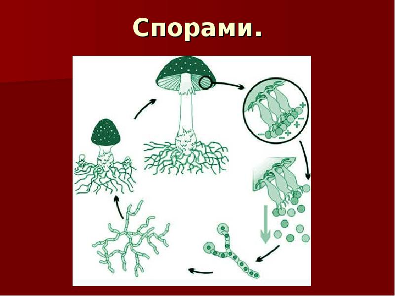 Размножение и развитие растений 3 класс презентация школа россии