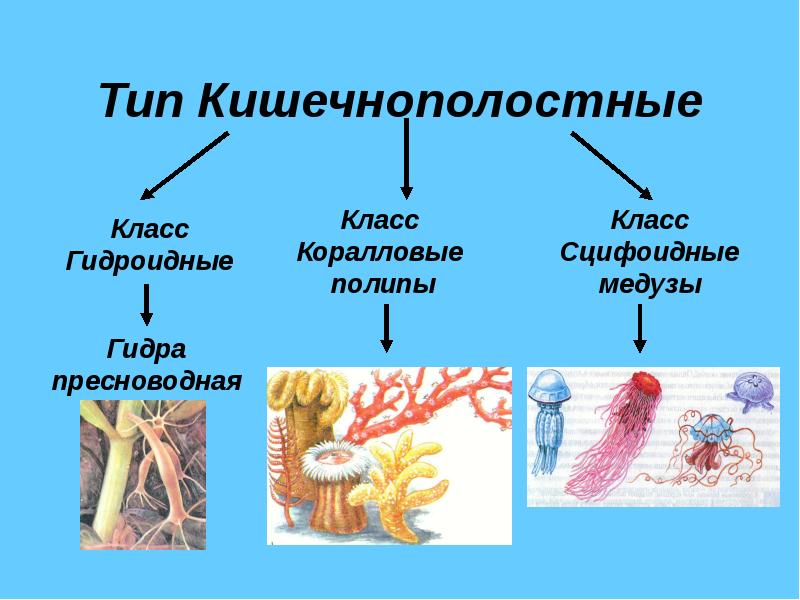 Презентация многообразие кишечнополостных