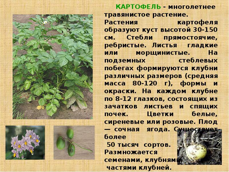 Картофель какое растение. Картофель многолетнее растение. Картофель это многолетнее травянистое. Картошка описание растения. Цветки картофеля описание.