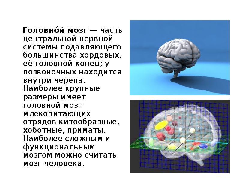 Объем мозга млекопитающих. Сколько стоит человеческий мозг. Мозг млекопитающих дает возможность. Мозг млекопитающего рисунок с подписями. Мозг 5 класс