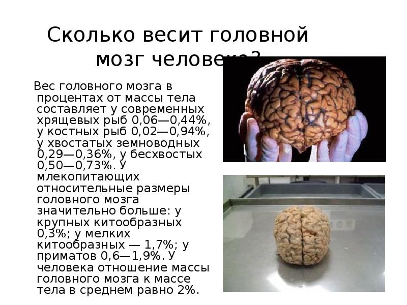 Презентация про мозг человека