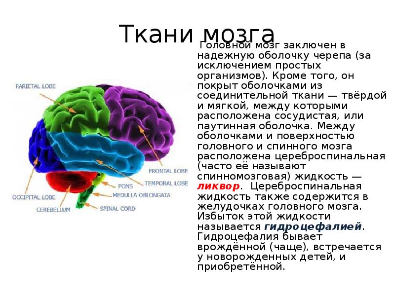 Латинское название мозга. Ткань мозга. Твердая ткань мозга-.