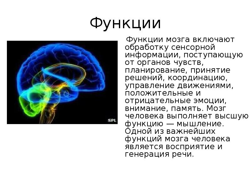 Объем памяти мозга. Обработка сенсорной информации поступающих от органов чувств мозг. Управление мозга сообщение. Скорость обработки информации человеческого мозга. Какой мозг обработка всей информации, поступающей от органов чувств.