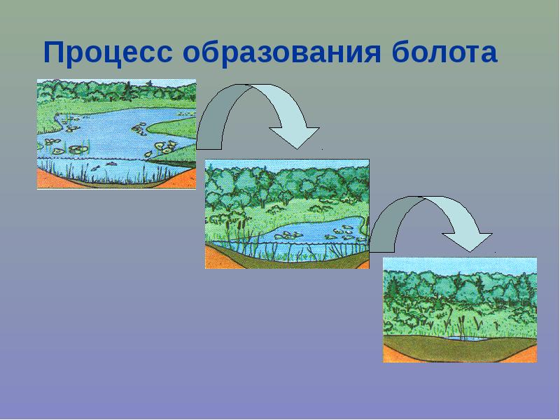 Проект болото 2 класс