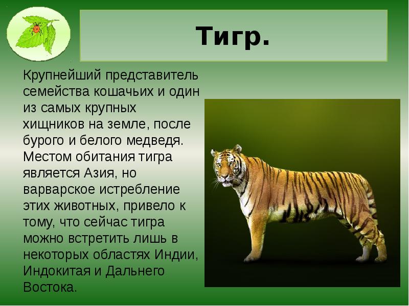 Тигр.
