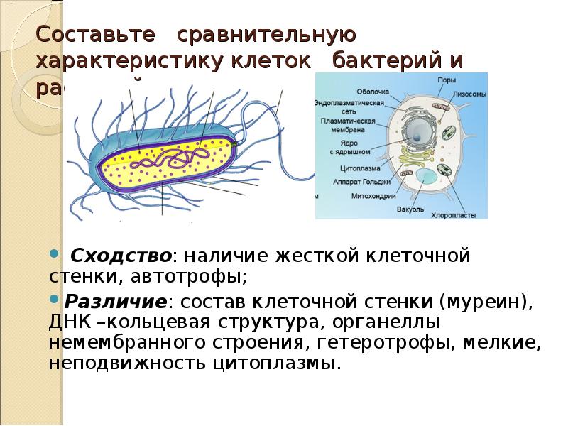 Ядро прокариотов содержит. Бактерии гетеротрофы строение. Клеточные стенки прокариот муреин. Составьте сравнительную характеристику клеток бактерий и растений. Гетеротрофная клетка.