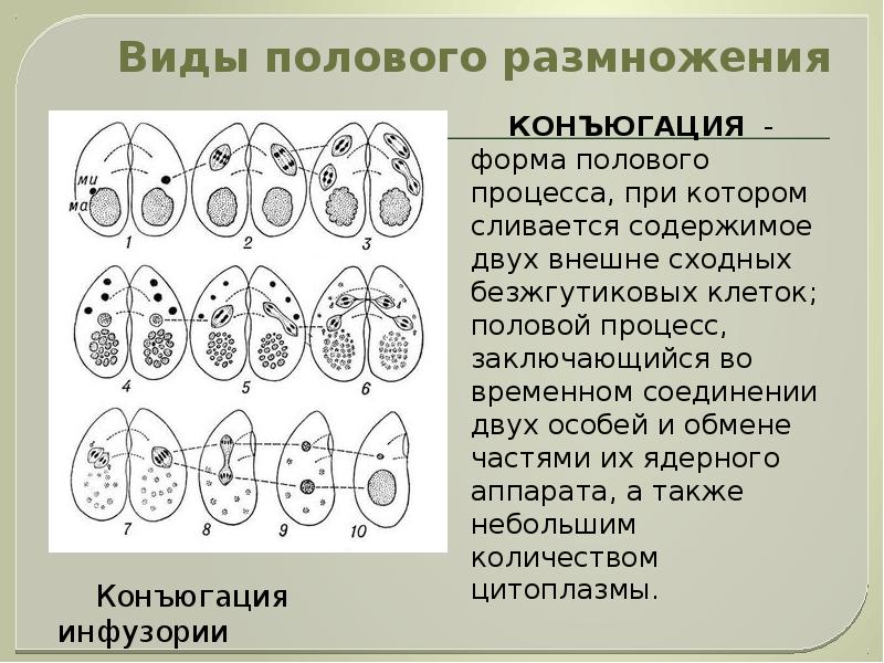 Виды размножения. Половое размножение таблица конъюгация. Конъюгация Тип полового размножения. Конъюгация размножение. Половой процесс инфузории.