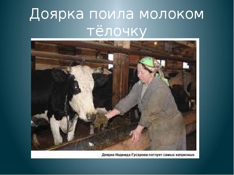 Пою молоком. Доярка для презентации. Рассказать про профессию доярка. Профессия доярка описание. Сообщение на тему доярка.