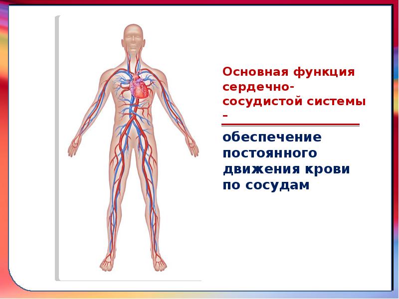 Сердечно сосудистая система презентация