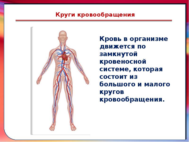 Презентация кровообращение человека