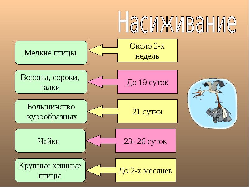 Годовой жизненный цикл млекопитающих схема