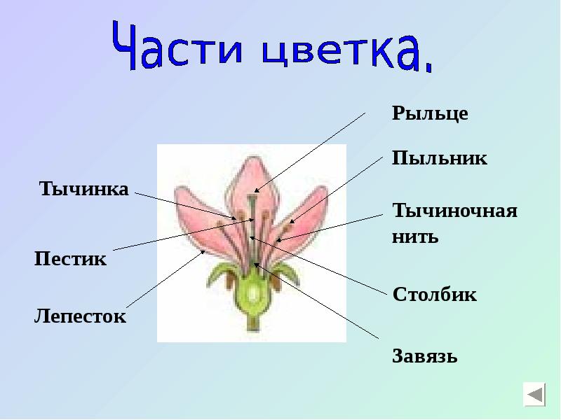 Строение цветкового растения презентация