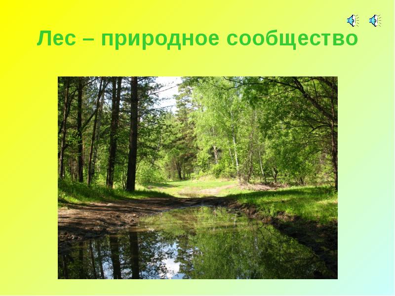 Природное сообщество лес 4 класс. Сообщество леса. Природное сообщество леса. Природное сообщество лес проект. Природное сообщество лес презентация.