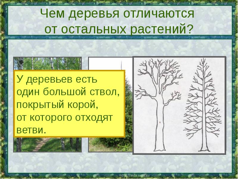 Какие бывают растения окружающий мир 2 класс проект