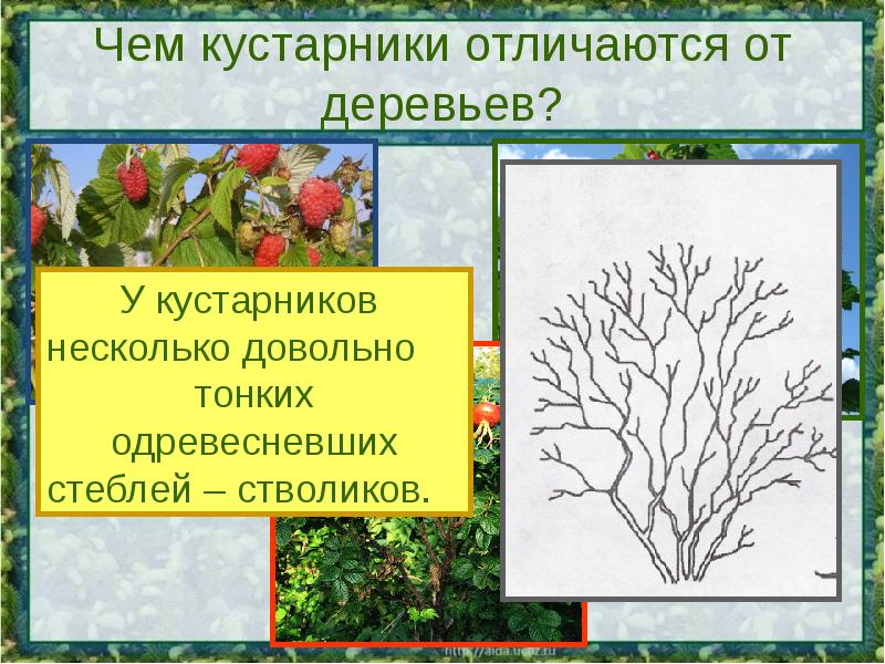 Какие бывают растения окружающий мир 2 класс проект