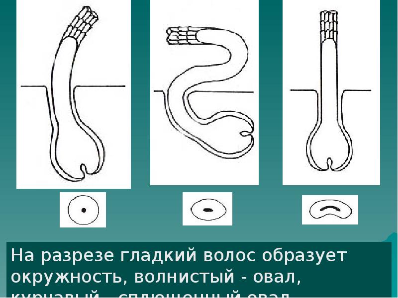 Волосы анатомия презентация