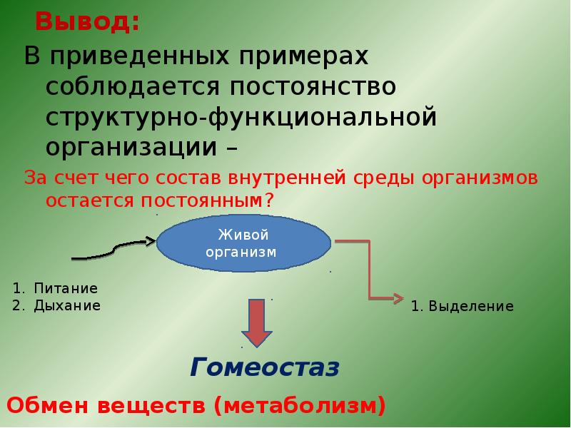 Структурная организация организмов. Презентация по биологии по теме память. Постоянство структурной организации. Как печень поддерживает постоянство состава внутренней среды. Постоянство внутренней среды организма называется.