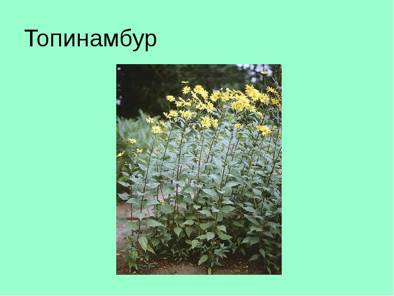 Топинамбур