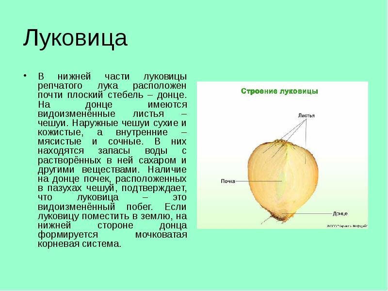 Луковица В нижней части луковицы репчатого лука расположен почти плоский стебель