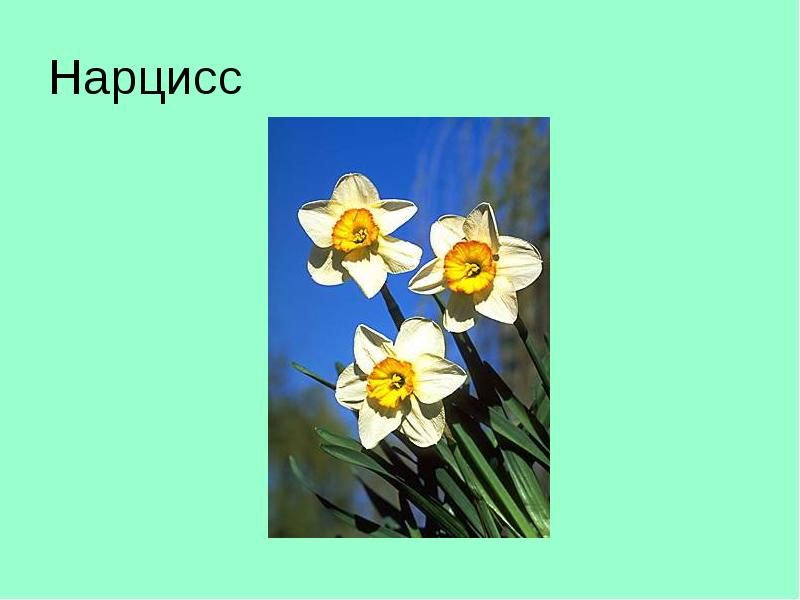 Нарцисс