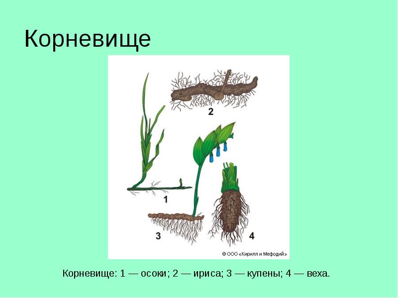 Корневище