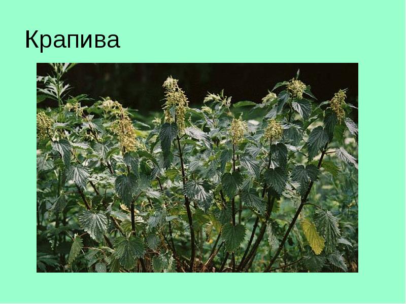 Крапива