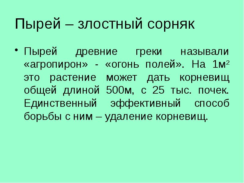 Пырей – злостный сорняк Пырей древние греки называли «агропирон» - «огонь